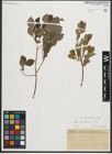 Foto von Salix starkeana Willd.